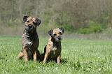 BORDER TERRIER 041